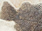 Detailed Priscacara Fossil Fish - Inch Layer #12139-3